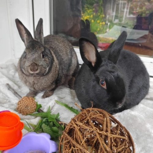 Wednesday And Bugaboo South Surrey Vancouver Rabbit Rescue Advocacy