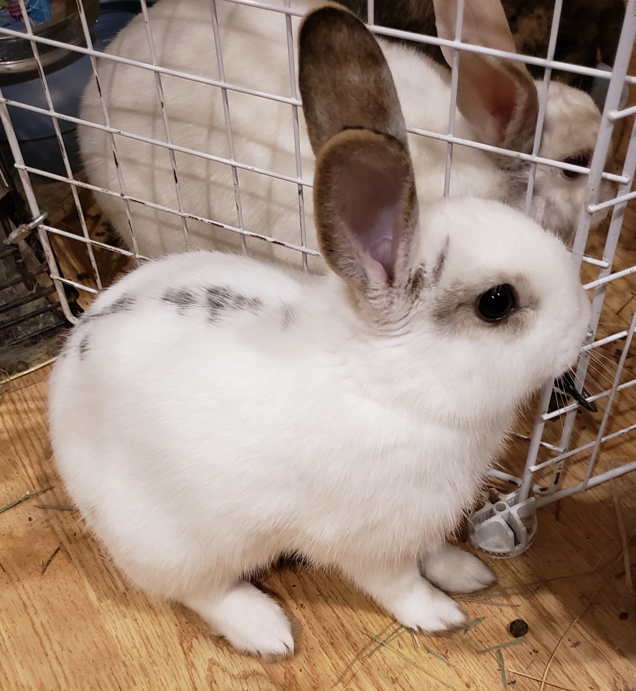 Rabbits for Adoption | Vancouver Rabbit Rescue & Advocacy