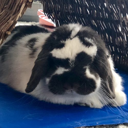 Vancouver Rabbit Rescue and Advocacy