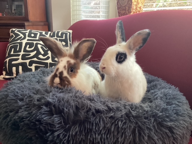 Barnaby and Libby (South Surrey)