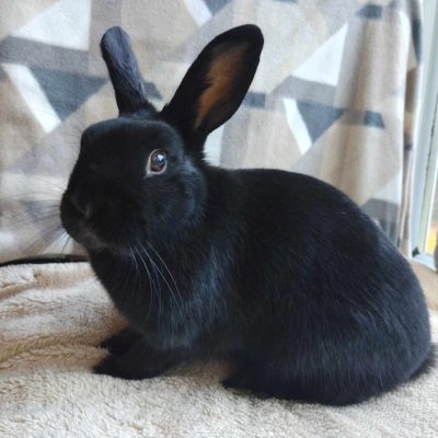 Female | Vancouver Rabbit Rescue & Advocacy